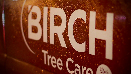 Birch Tree Care